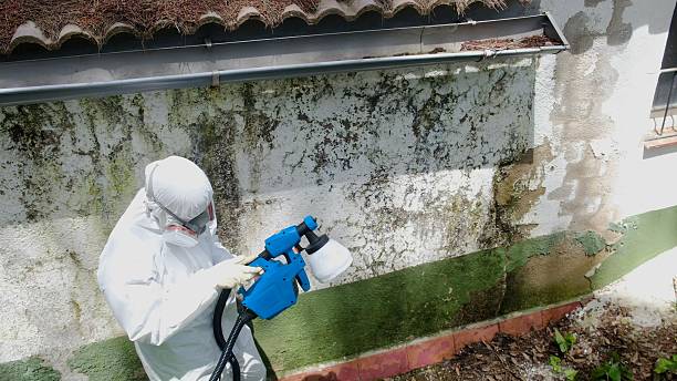 Top rated local Mold Remediation specialists in Honey Grove, PA